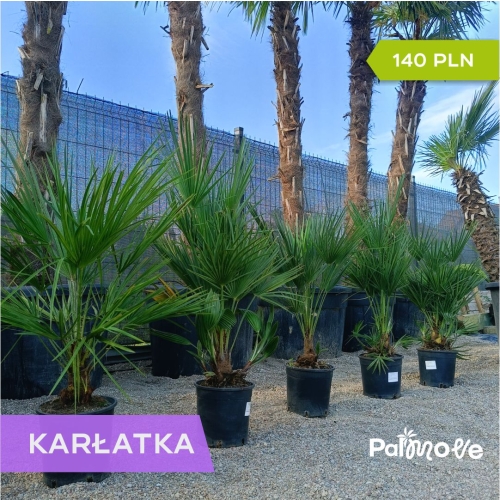 Chameorops Humilis 80cm